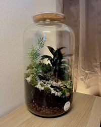 Terrarium végétal artisanal en verre fermé avec plantes naturelles by l'Atelier Végétal de Lulu