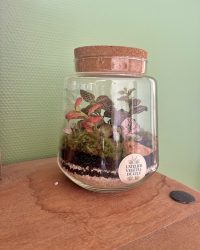 Terrarium végétal artisanal en verre fermé avec plantes naturelles by l'Atelier Végétal de Lulu