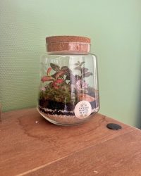 Terrarium végétal artisanal en verre fermé avec plantes naturelles by l'Atelier Végétal de Lulu