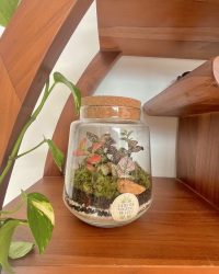Terrarium végétal artisanal en verre fermé avec plantes naturelles by l'Atelier Végétal de Lulu