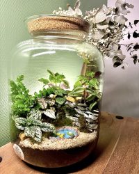 Terrarium végétal artisanal en verre fermé avec plantes naturelles by l'Atelier Végétal de Lulu