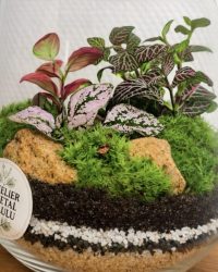 Terrarium végétal artisanal en verre fermé avec plantes naturelles by l'Atelier Végétal de Lulu