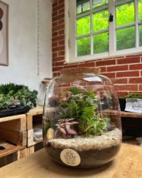 Terrarium végétal artisanal en verre fermé avec plantes naturelles by l'Atelier Végétal de Lulu