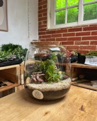 Terrarium végétal artisanal en verre fermé avec plantes naturelles by l'Atelier Végétal de Lulu