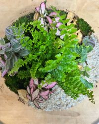 Terrarium végétal artisanal en verre fermé avec plantes naturelles by l'Atelier Végétal de Lulu