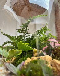 Terrarium végétal artisanal en verre fermé avec plantes naturelles by l'Atelier Végétal de Lulu