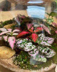 Terrarium végétal artisanal en verre fermé avec plantes naturelles by l'Atelier Végétal de Lulu