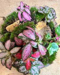 Terrarium végétal artisanal en verre fermé avec plantes naturelles by l'Atelier Végétal de Lulu