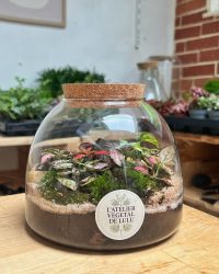 Terrarium végétal artisanal en verre fermé avec plantes naturelles by l'Atelier Végétal de Lulu