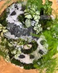 Terrarium végétal artisanal en verre fermé avec plantes naturelles by l'Atelier Végétal de Lulu