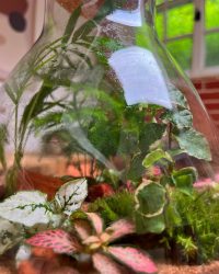 Terrarium végétal artisanal en verre fermé avec plantes naturelles by l'Atelier Végétal de Lulu