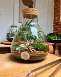 Terrarium végétal artisanal en verre fermé avec plantes naturelles by l'Atelier Végétal de Lulu