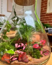 Terrarium végétal artisanal en verre fermé avec plantes naturelles by l'Atelier Végétal de Lulu