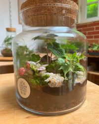 Terrarium végétal artisanal en verre fermé avec plantes naturelles by l'Atelier Végétal de Lulu