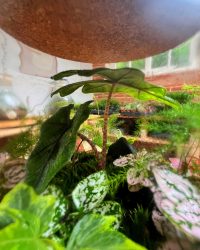 Terrarium végétal artisanal en verre fermé avec plantes naturelles by l'Atelier Végétal de Lulu