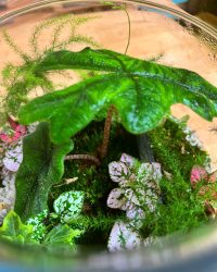 Terrarium végétal artisanal en verre fermé avec plantes naturelles by l'Atelier Végétal de Lulu