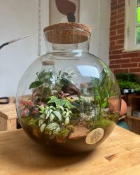 Terrarium végétal artisanal en verre fermé avec plantes naturelles by l'Atelier Végétal de Lulu