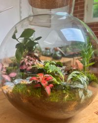 Terrarium végétal artisanal en verre fermé avec plantes naturelles by l'Atelier Végétal de Lulu