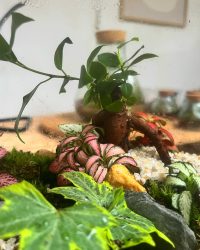 Terrarium végétal artisanal en verre fermé avec plantes naturelles by l'Atelier Végétal de Lulu