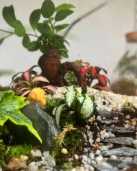 Terrarium végétal artisanal en verre fermé avec plantes naturelles by l'Atelier Végétal de Lulu