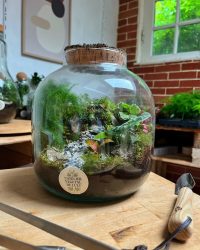 Terrarium végétal artisanal en verre fermé avec plantes naturelles by l'Atelier Végétal de Lulu