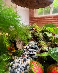 Terrarium végétal artisanal en verre fermé avec plantes naturelles by l'Atelier Végétal de Lulu