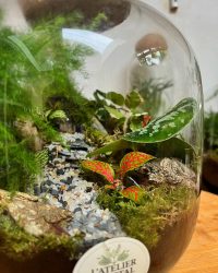 Terrarium végétal artisanal en verre fermé avec plantes naturelles by l'Atelier Végétal de Lulu