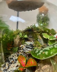Terrarium végétal artisanal en verre fermé avec plantes naturelles by l'Atelier Végétal de Lulu