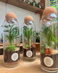 Terrarium végétal artisanal en verre fermé avec plantes naturelles by l'Atelier Végétal de Lulu