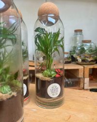 Terrarium végétal artisanal en verre fermé avec plantes naturelles by l'Atelier Végétal de Lulu