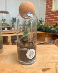 Terrarium végétal artisanal en verre fermé avec plantes naturelles by l'Atelier Végétal de Lulu