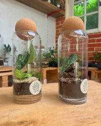 Terrarium végétal artisanal en verre fermé avec plantes naturelles by l'Atelier Végétal de Lulu