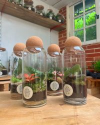 Terrarium végétal artisanal en verre fermé avec plantes naturelles by l'Atelier Végétal de Lulu