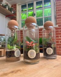 Terrarium végétal artisanal en verre fermé avec plantes naturelles by l'Atelier Végétal de Lulu