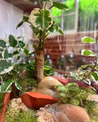 Terrarium végétal artisanal en verre fermé avec plantes naturelles by l'Atelier Végétal de Lulu