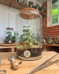 Terrarium végétal artisanal en verre fermé avec plantes naturelles by l'Atelier Végétal de Lulu