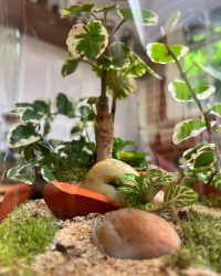 Terrarium végétal artisanal en verre fermé avec plantes naturelles by l'Atelier Végétal de Lulu