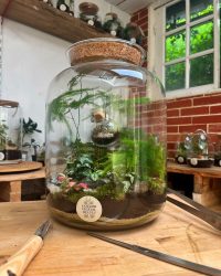 Terrarium végétal artisanal en verre fermé avec plantes naturelles by l'Atelier Végétal de Lulu