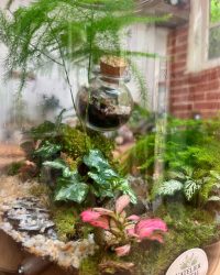 Terrarium végétal artisanal en verre fermé avec plantes naturelles by l'Atelier Végétal de Lulu