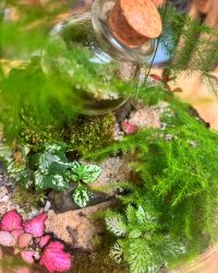 Terrarium végétal artisanal en verre fermé avec plantes naturelles by l'Atelier Végétal de Lulu