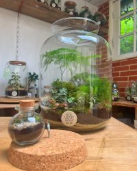 Terrarium végétal artisanal en verre fermé avec plantes naturelles by l'Atelier Végétal de Lulu