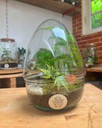 Terrarium végétal artisanal en verre fermé avec plantes naturelles by l'Atelier Végétal de Lulu