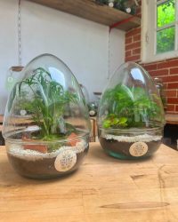 Terrarium végétal artisanal en verre fermé avec plantes naturelles by l'Atelier Végétal de Lulu