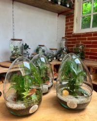 Terrarium végétal artisanal en verre fermé avec plantes naturelles by l'Atelier Végétal de Lulu