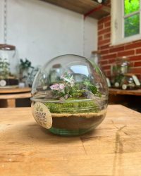 Terrarium végétal artisanal en verre fermé avec plantes naturelles by l'Atelier Végétal de Lulu