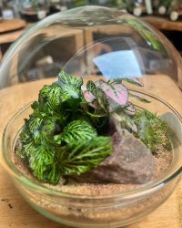 Terrarium végétal artisanal en verre fermé avec plantes naturelles by l'Atelier Végétal de Lulu