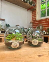 Terrarium végétal artisanal en verre fermé avec plantes naturelles by l'Atelier Végétal de Lulu