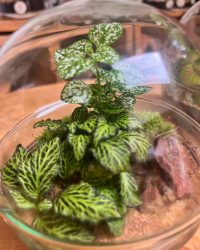 Terrarium végétal artisanal en verre fermé avec plantes naturelles by l'Atelier Végétal de Lulu