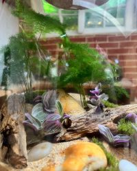 Terrarium végétal artisanal en verre fermé avec plantes naturelles by l'Atelier Végétal de Lulu
