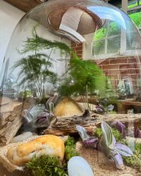 Terrarium végétal artisanal en verre fermé avec plantes naturelles by l'Atelier Végétal de Lulu